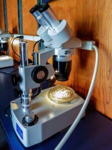 parametri microbiologici per esami